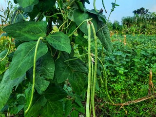 Long bean plant or asparagus bean (Vigna unguiculata subsp. sesquipedalis) in a plantation...