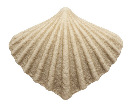 Trigonirhynchiid brachiopod with triangular shell and sharp, defined ribs