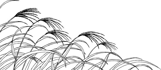 ペンで描いたすすきのイラスト