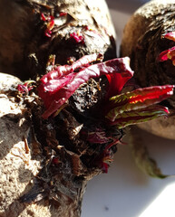 Sprouting Beetroot Fresh Growth Close-up