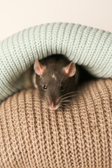 rat on a white background