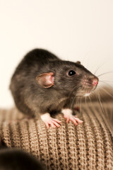 A rat on a light background