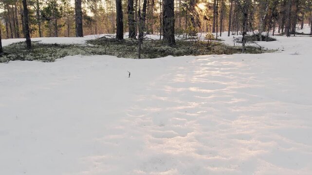 Winter Forest Landscape in the Ringebu Mountains, Norway