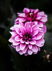 Vibrant pink dahlias in bloom.