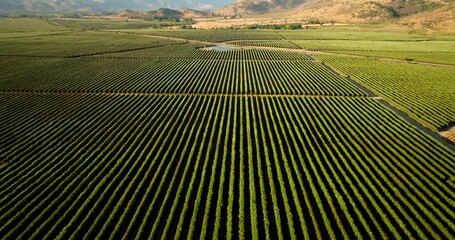 High angle aerial drone over orderly green olive orchard in rural Chile under clear skies, textured backdrop - Powered by Adobe