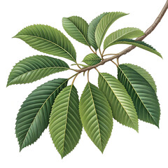 green leaf isolated on white background