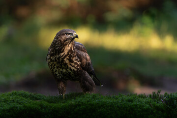 Common Buzzard (Buteo buteo) searching for food in the forest of Noord Brabant in the Netherlands. 