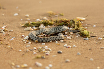 The viper on the sand, coastline of the beach. Warning snakes alart