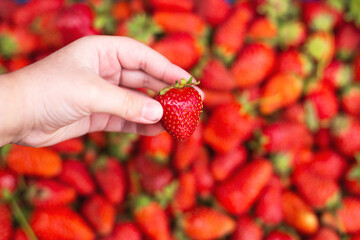 Hand holding fresh red strawberry above pile of strawberries