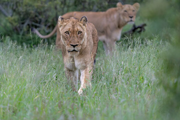 Lion female hunting. Lioness searching for food in the Kruger National Park in the green season in...