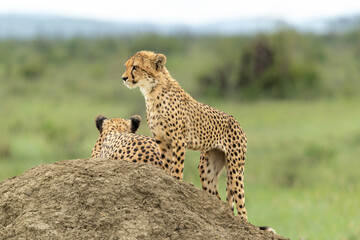 Cheetah (Acinonyx jubatus) family resting on a termite hill in the late afternoon in Madikwe Game Reserve in South Africa