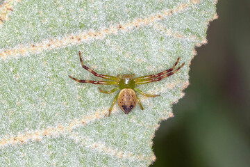 Lozenge-shaped Crab Spider Showing Distinctive Markings
