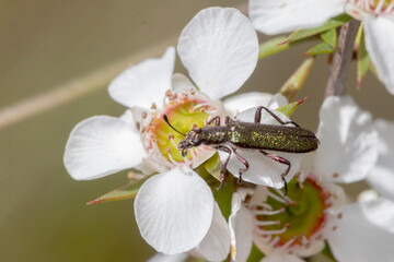Beetle with Metallic Green Sheen on White Flower