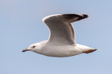Silver Gull in Flight