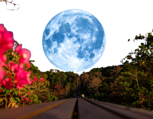 Firefly_blue moon, isolated,