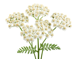  Firefly_Transparent png image of yarrow plant featuring its distinctive white flower clusters