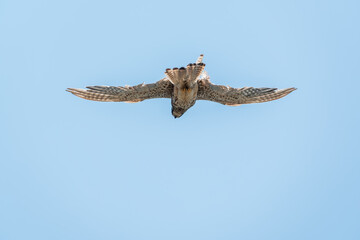 Common kestrel, Falco tinnunculus, hovered in the air in search of prey