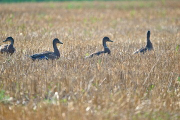 mallard ducks after wheat harvest 