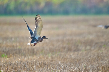 mallard duck flying over a field
