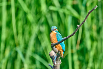 kingfisher male on a branch on a green background
