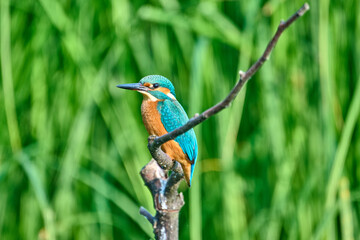 kingfisher male on a branch on a green background