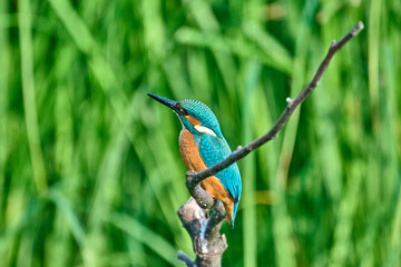 kingfisher male on a branch on a green background