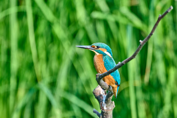 kingfisher on a branch