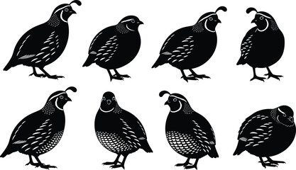 Silhouette of quail birds, wildlife bird illustration, game bird design, poultry animal graphic, nature bird art, hunting bird species drawing © Biplob Creatives