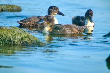juvenile duck on the river at summer morning