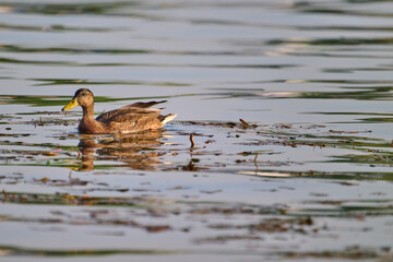 duck on the water