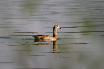egytean goose on the water