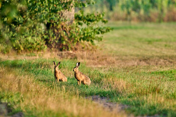 hares in the field in the morninglight