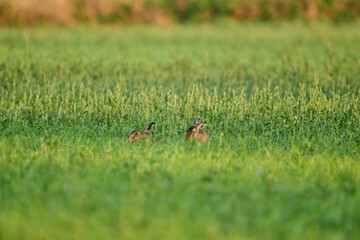 hares in the field in the morninglight