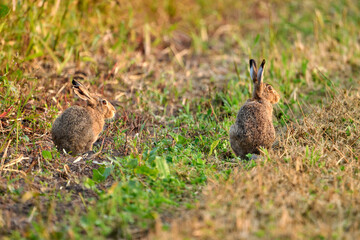 hares in the grass