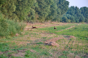 Naklejka premium running deer in the fields