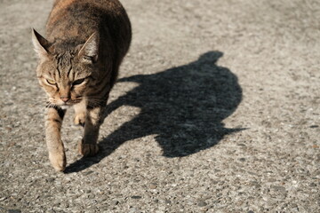 Stray cat walking in rural Taiwan, New Taipei City