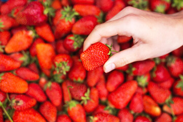 Hand holding fresh red strawberry above pile of strawberries