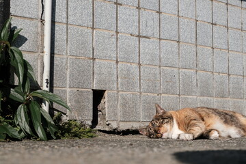 Stray cat sleeping in rural Taiwan, New Taipei City