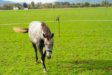 Majestic gray horse strolling peacefully across the vibrant green meadow under the warm autumn sun surrounded by mountains and trees