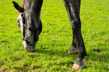A beautiful horse is peacefully grazing in a lush, green pasture, enjoying the warm sunshine of a lovely afternoon
