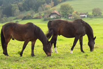 Horses grazing peacefully in a lush green meadow surrounded by rolling hills and quaint cottages during a tranquil autumn afternoon