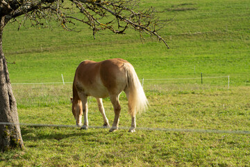 A magnificent golden horse roams freely, grazing serenely in a sun-drenched green pasture, with a grand tree providing shade on a calm autumn afternoon