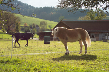 Horses graze peacefully under the warm autumn sun in a picturesque countryside farm setting surrounded by lush green hills and vibrant trees