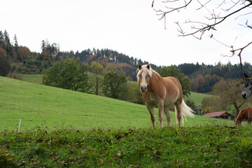 Majestic horse standing on a lush green hillside surrounded by trees and distant mountains under a cloudy sky in an autumn landscape