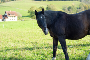 Majestic black horse standing gracefully in a lush green pasture with a serene farmhouse in the background during a sunny afternoon in rural settings