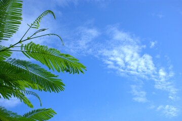 Vibrant green tropical leaves of the Delonix regia tree with a backdrop of soft, scattered clouds...