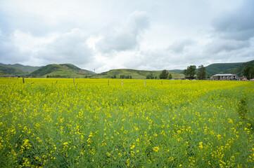 field of rapeseed