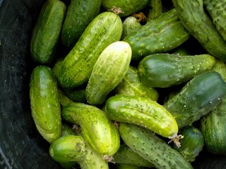 cucumbers in the market