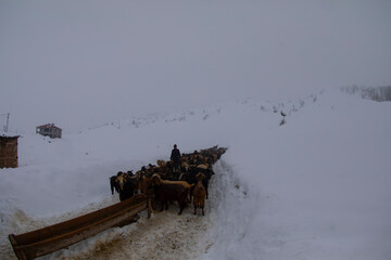 Tunceli Munzur Mountains and its natural life