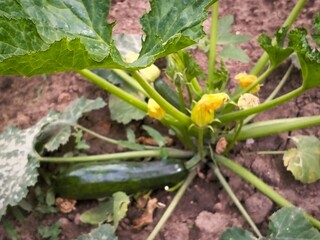 zucchini with flowers in the garden